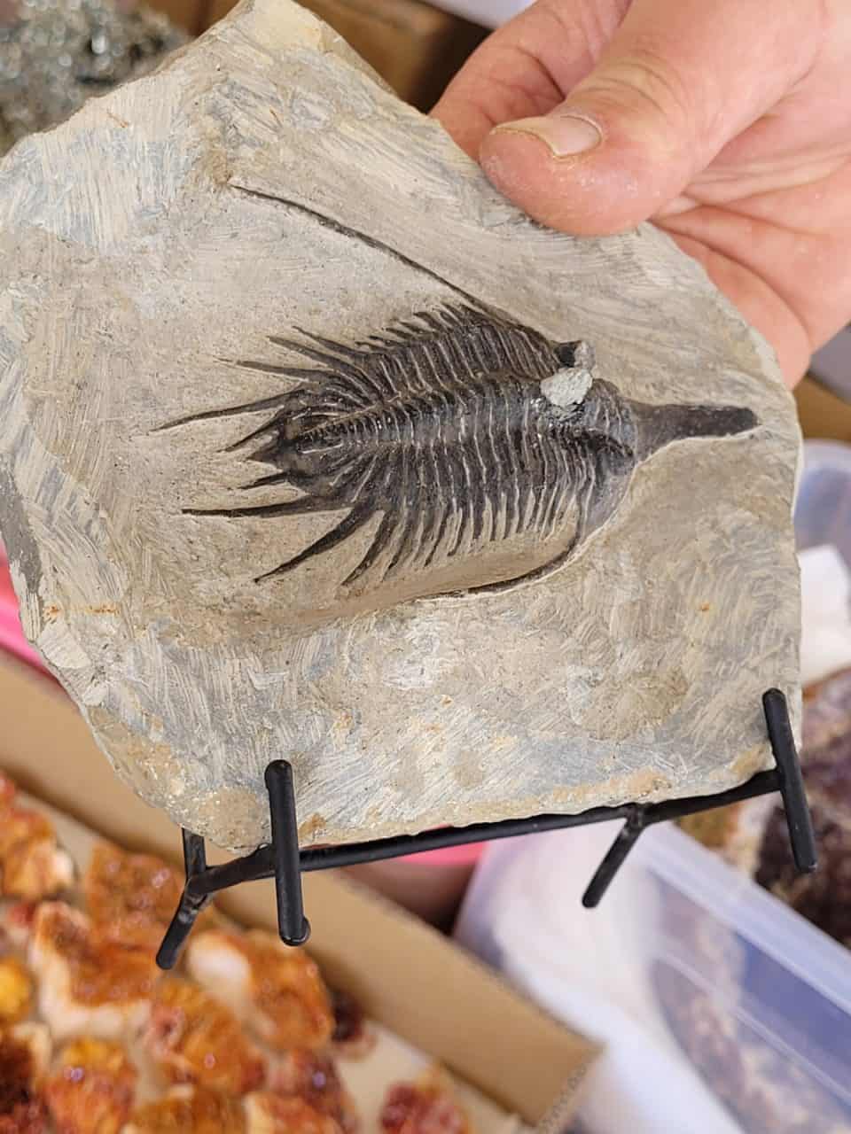 Trilobite